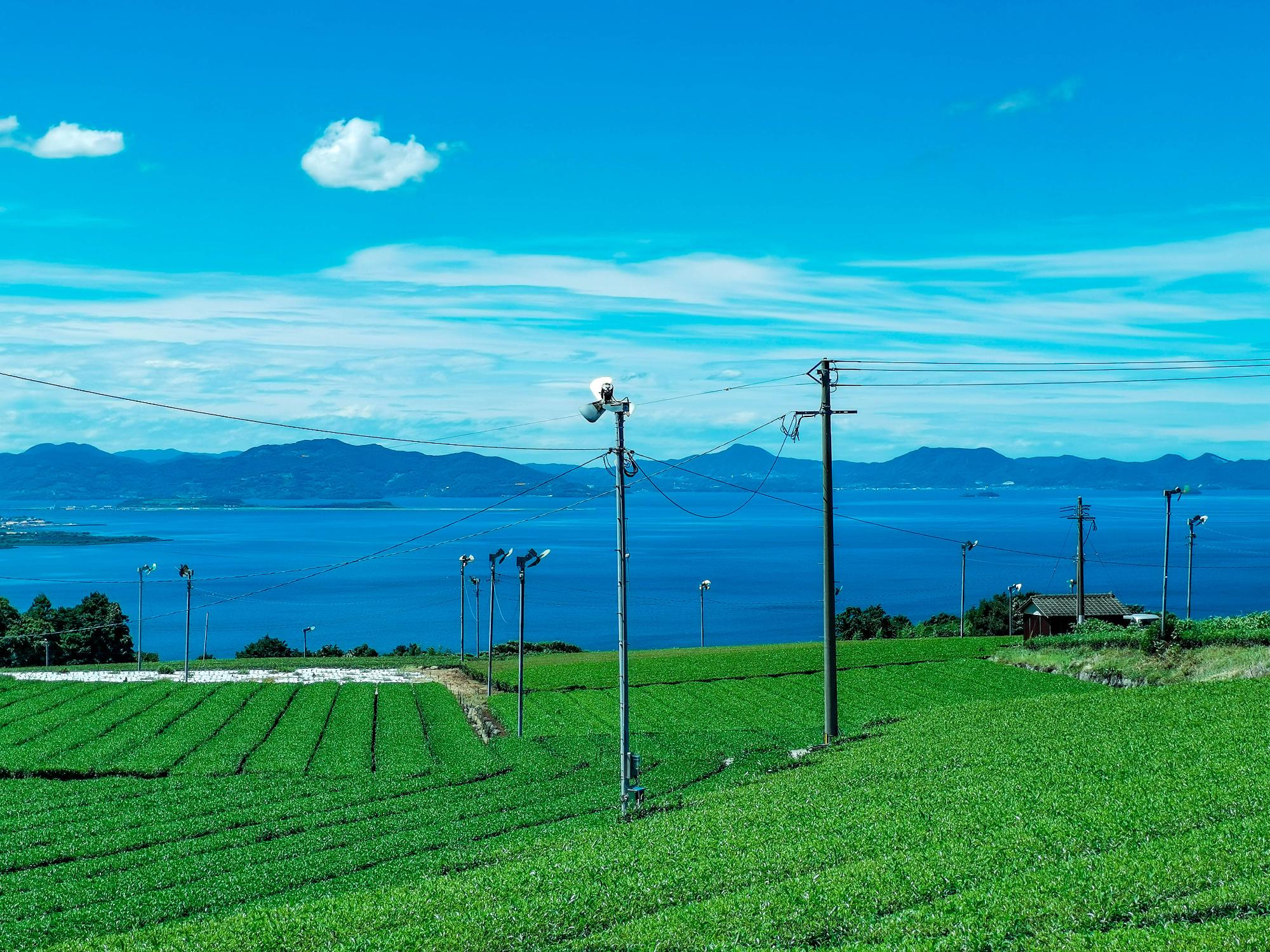 茶畑と大村湾の風景、青空・大村湾・茶畑が見える