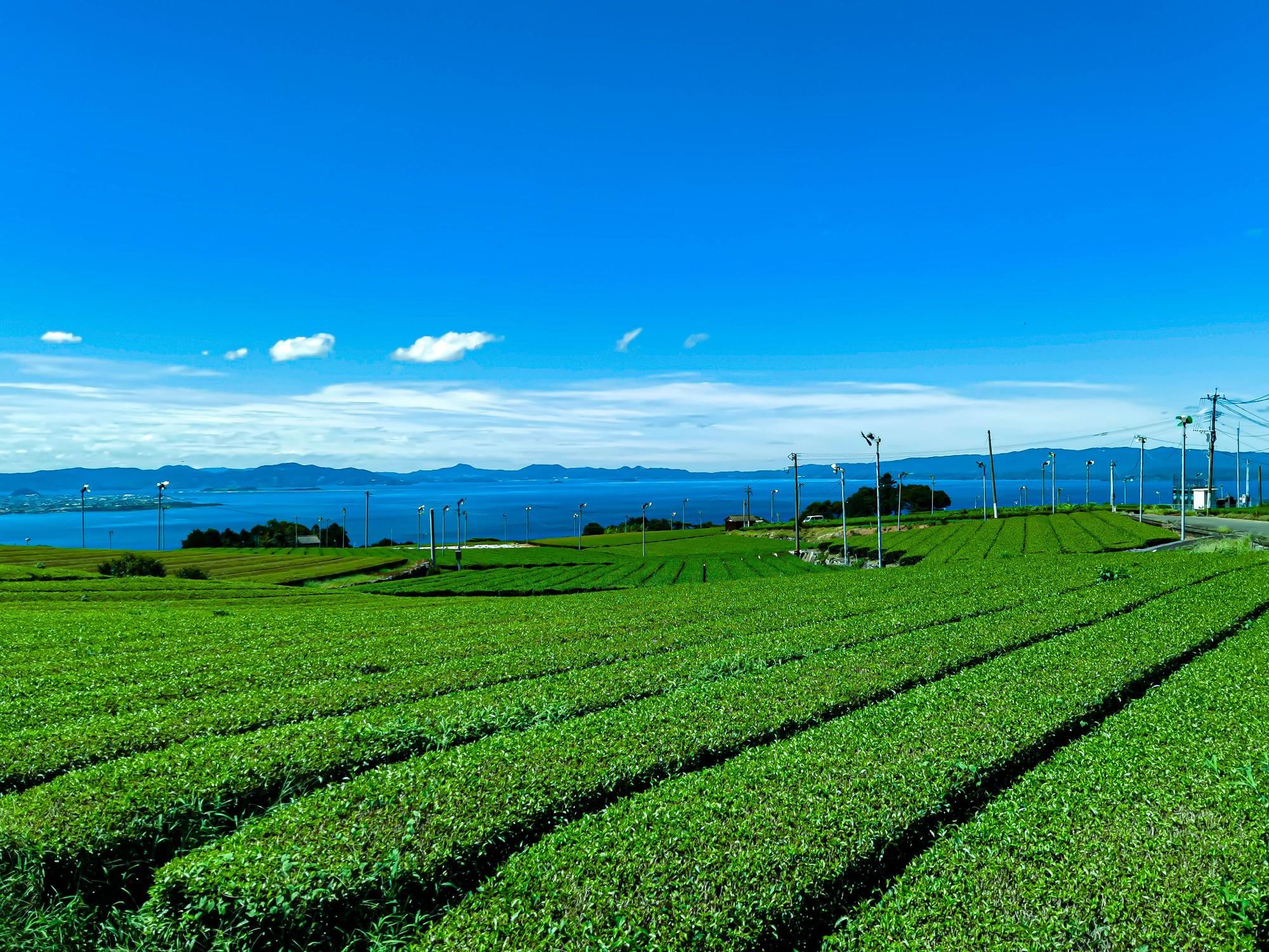 快晴の空と茶畑