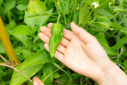 久保田さんが栽培された野菜の写真