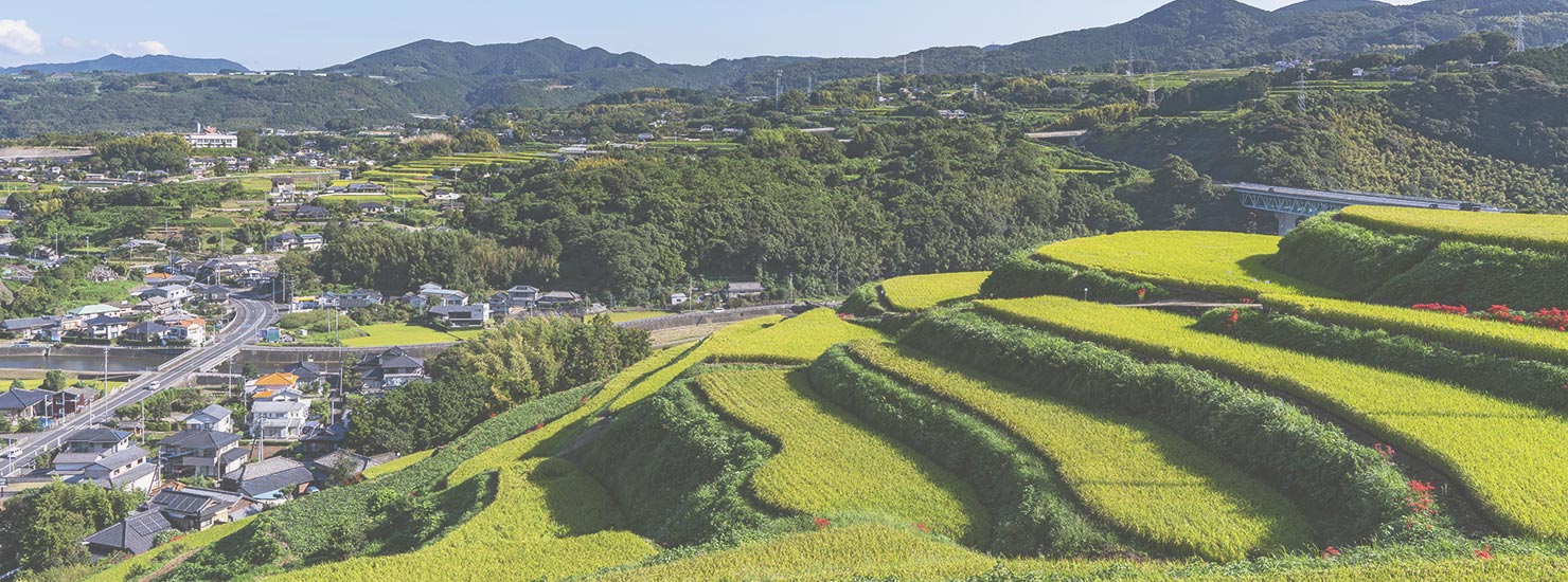 棚田の風景