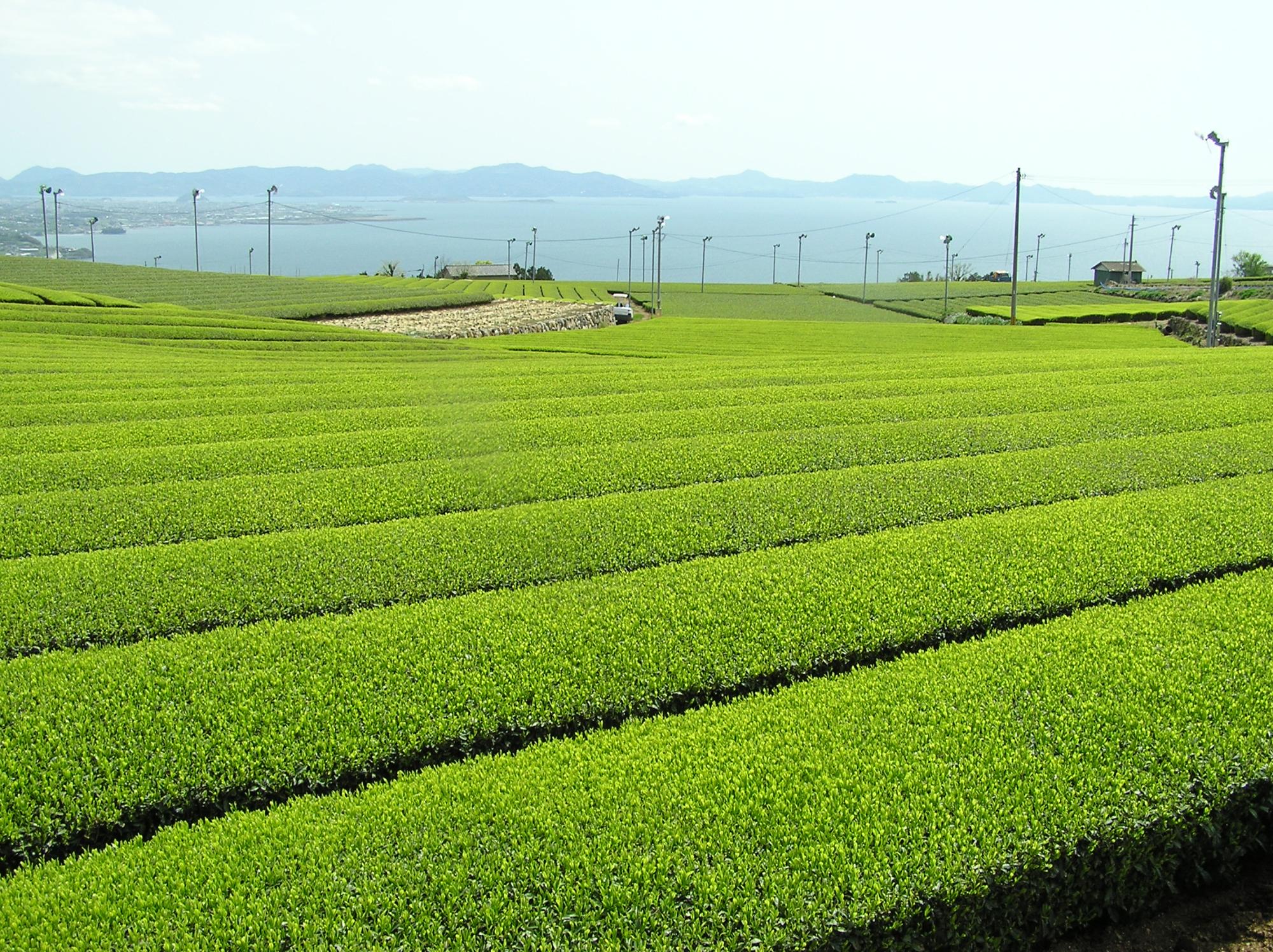 茶畑の写真