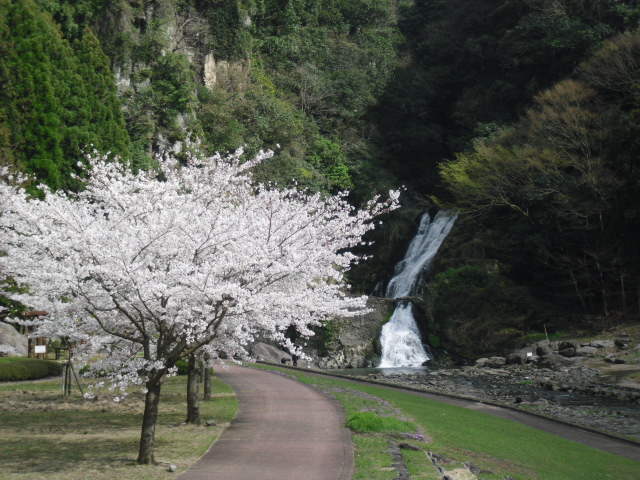 河川公園やすらぎの里の桜の写真