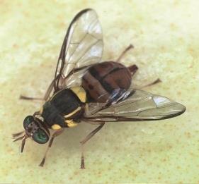 ミカンコミバエの写真